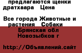 предлагаются щенки дратхаара › Цена ­ 20 000 - Все города Животные и растения » Собаки   . Брянская обл.,Новозыбков г.